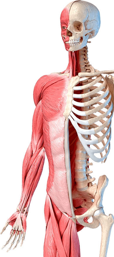 cuerpo Humano